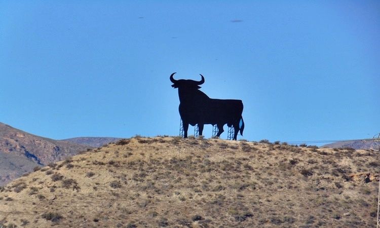 The Osborne bull (Benahadux - Almeria)